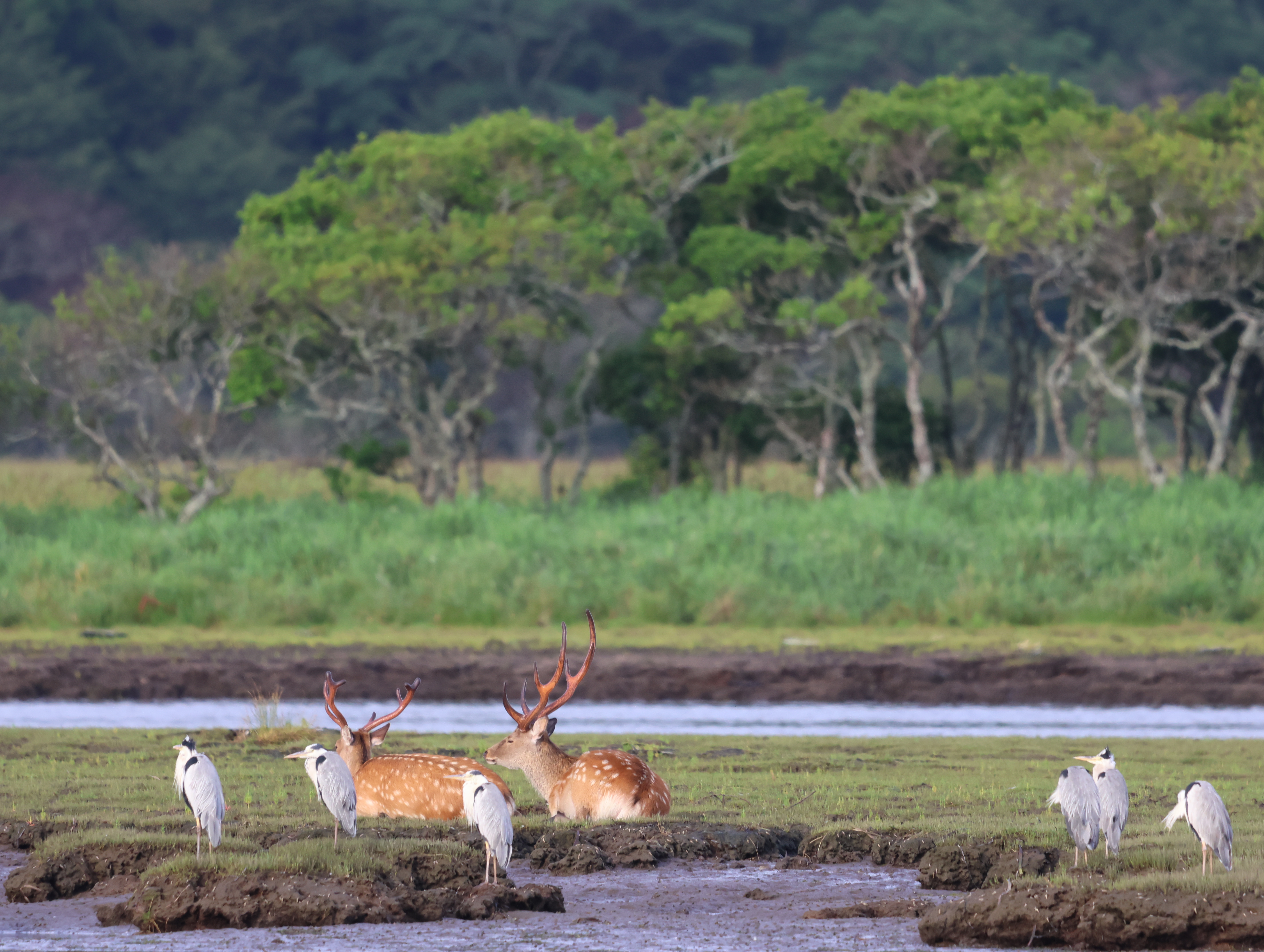 釧路川のエゾシカとアオサギ