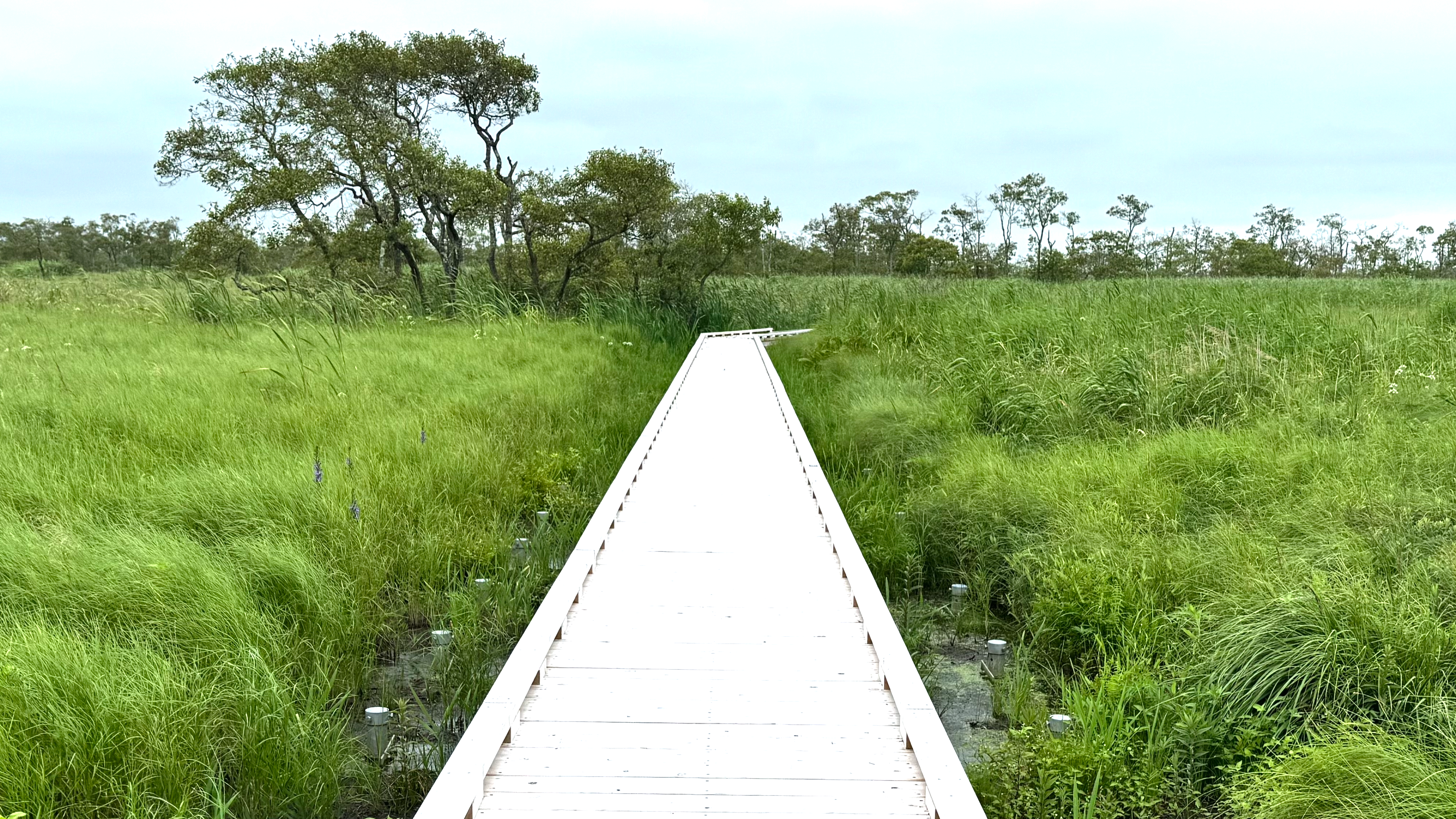 釧路湿原の木道
